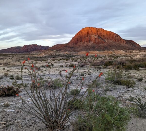 The Ocotillos look incredible against the mountainous landscape.