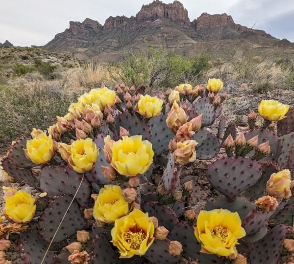 The blooming cacti are perfection